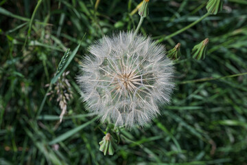 Close up of a dandelion seed head, from above.