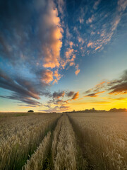 Golden wheat field at sunset, glowing in warm evening light. Serene rural landscape with rich textures, vibrant colors, and a peaceful summer atmosphere. 