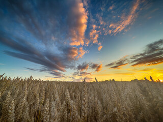 Golden wheat field at sunset, glowing in warm evening light. Serene rural landscape with rich textures, vibrant colors, and a peaceful summer atmosphere. 