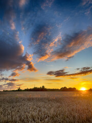 Golden wheat field at sunset, glowing in warm evening light. Serene rural landscape with rich textures, vibrant colors, and a peaceful summer atmosphere. 