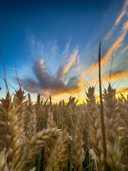 Golden wheat field at sunset, glowing in warm evening light. Serene rural landscape with rich textures, vibrant colors, and a peaceful summer atmosphere. 