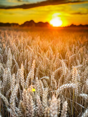 Golden wheat field at sunset, glowing in warm evening light. Serene rural landscape with rich textures, vibrant colors, and a peaceful summer atmosphere. 