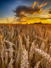 Golden wheat field at sunset, glowing in warm evening light. Serene rural landscape with rich textures, vibrant colors, and a peaceful summer atmosphere. 