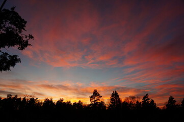 Dramatic evening sky with vivid pink, orange, and purple clouds above the dark silhouette of a dense forest treeline.
