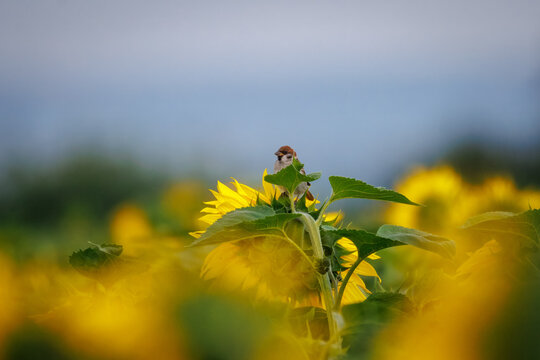A juvenile Eurasian Tree Sparrow perches on a sunflower stem against a backdrop of blooming sunflowers on a sunny summer evening. - Powered by Adobe