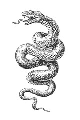 A vintage black and white illustration features a detailed depiction of a coiled snake on a stark white backdrop.