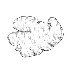 Ginger. Sliced ginger root. leaves Vector Hand Drawn. Sketch Botanical Illustration. Eco healthy food. Superfood.