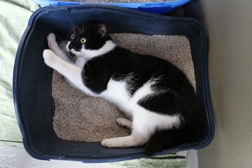 funny black and white shorthair cat lies in the blue litter box and feels comfortable