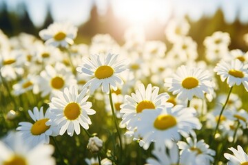 Fototapeta premium Beautiful white daisies blooming in meadow illuminated by sunlight, creating idyllic summer scene