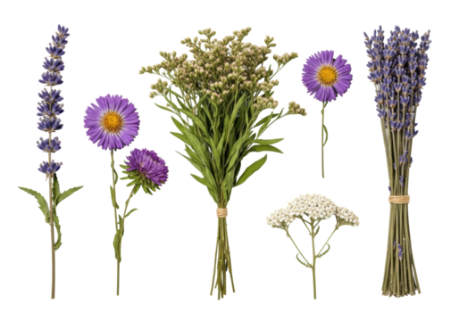 Ultra-realistic UHD top-down view of meticulously arranged dried wild plants and flowers, including green foliage, aster, yarrow, and lavender, on a clean white background with even, bright,
