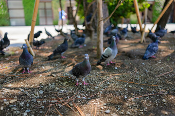 寺の境内に集まる鳩たち