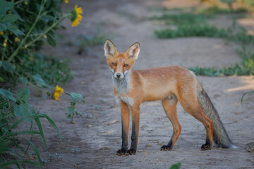 A young, cute red fox stands on the ground beside blooming sunflowers, gazing toward the camera lens on a summer evening.	