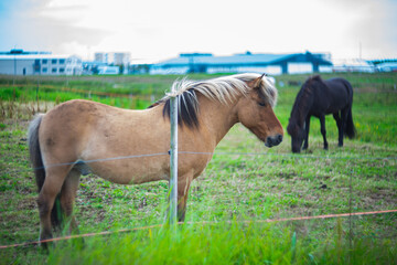Fototapeta premium Two Icelandic horses standing on a green field with modern buildings in the background. One tan horse in focus with a flowing mane, the other grazing in soft blur. Rural life meets urban backdrop