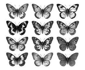 Butterflies with intricate wings in vintage engraving style, Transparent Background