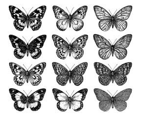 Butterflies with intricate wings in vintage engraving style, Transparent Background