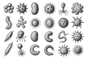 Bacteria and microscopic organisms in detailed vintage engraving style, Transparent Background