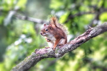 squirrel in the tree