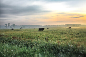 Obraz premium sunrise over the field