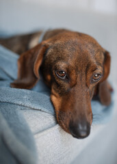 Fototapeta na wymiar Brown dog resting on a soft blue blanket, with a relaxed expression, showcasing the comfort of home life and the bond between pets and their owners