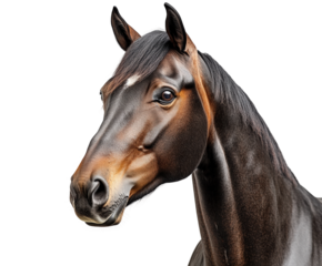 Majestic horse portrait animal. Isolated on transparent background, png.