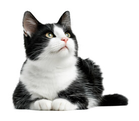 Playful black and white cat animal portrait. Isolated on transparent background, png.