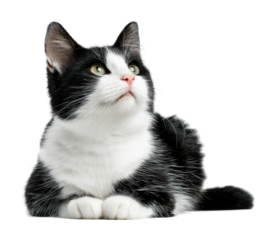 Playful black and white cat animal portrait. Isolated on transparent background, png.