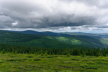 very green pine trees forest landscape with mountains and gray cloudy sky