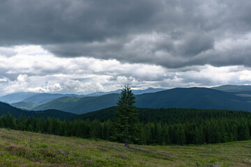 Naklejka premium big pine tree in middle of hill forest landscape with mountains and gray cloudy sky