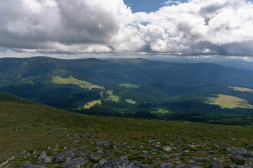 very green pine trees forest landscape with mountains and gray cloudy sky
