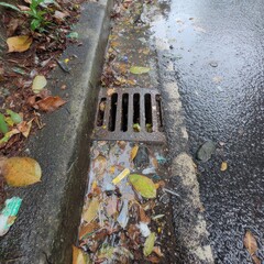 Rainwater Drainage with Leaves and Debris on Wet Pavement Surface