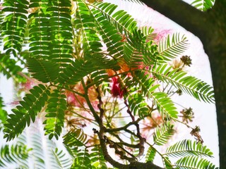 Seidenbaum mit fedrigen Blüten