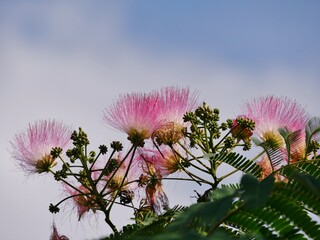 Seidenbaum mit fedrigen Blüten