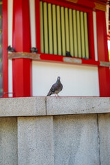寺院の石垣に佇む鳩