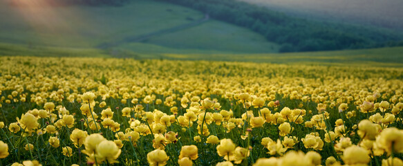 Panorama of lovely field with yellow Trollius flowers. Beautiful wild flowers of summer Carpathian mountains