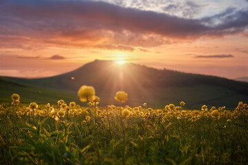 Sunset over a field of blooming globe flowers (Trollius europaeus). A stunning summer landscape in the Ukrainian Carpathians.