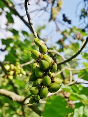 Blauglockenbaum - Paulownia tomentosa 