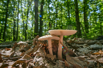 Edible mushroom The blusher (Amanita rubescens, blushing amanita) close-up in a summer forest