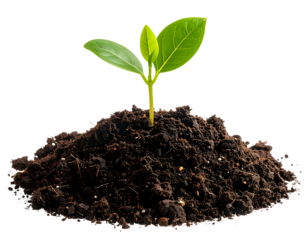 A vibrant green seedling emerges from rich soil, symbolizing new life and growth.