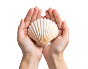 Two hands cradling a beautiful white scallop seashell, a symbol of the ocean.