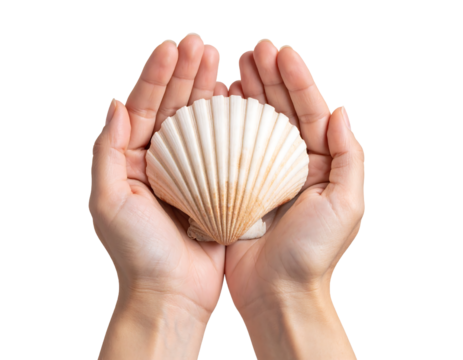 Two hands cradling a beautiful white scallop seashell, a symbol of the ocean.