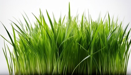 grass isolated on
