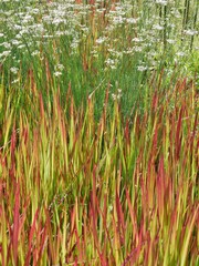 Japanisches Blutgras Red Baron im botanischen Garten