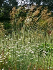 Schilf und Gräser