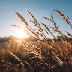 Fototapeta premium Golden Light Over Tall Grass Swaying in Gentle Breeze at Sunset
