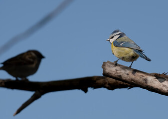 Blaumeise