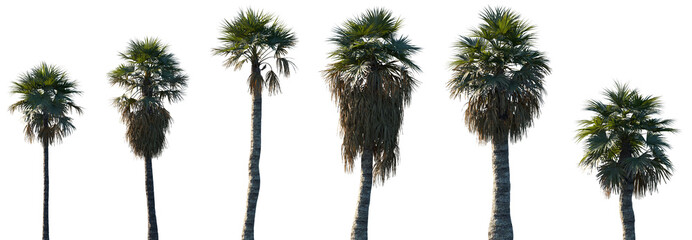 Set of Washingtonia filifera (the desert fan palm, California fan palm, or California palm) frontal...