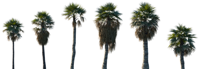 Set of Washingtonia filifera (the desert fan palm, California fan palm, or California palm) frontal isolated png on a transparent background perfectly cutout