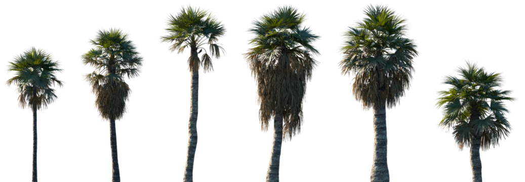 Set of Washingtonia filifera (the desert fan palm, California fan palm, or California palm) frontal isolated png on a transparent background perfectly cutout