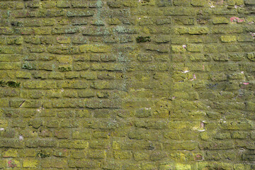 Moss on the brick wall