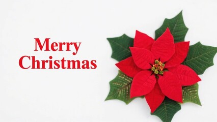 Merry Christmas Greeting with Red Poinsettia Flower